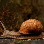 [INFOGRAPHIC] 5 Myths about mobile security and facts that debunk them